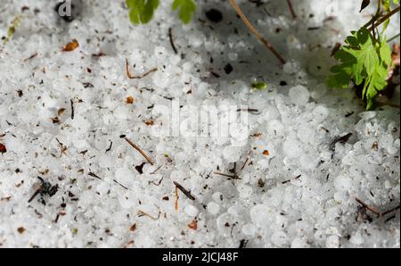 Grêle sur le sol après la tempête. Balles de grêle de printemps après de lourdes pierres de grêle. Boules de glace blanches au sol. Banque D'Images