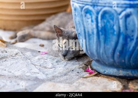 Un chat gris avec des yeux hypnotisants reposant entre deux pots de plantes. Banque D'Images