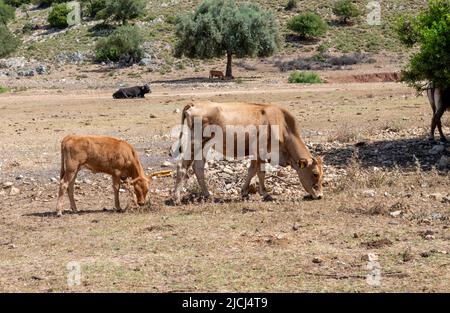Une vache et avec un veau paître en champ ouvert. Banque D'Images