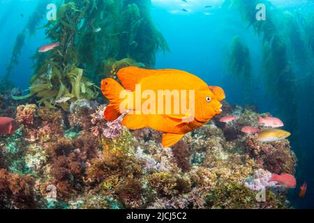 Le mâle garibaldi, Hypsypops rubicundus, est très territorial et est photographié ici dans une forêt de varech géant, Macrocystis pyrifera, Catalina Island, C Banque D'Images