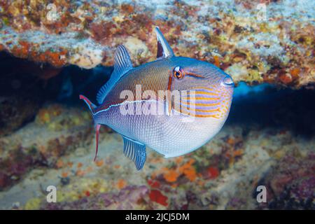 Le triggerfish bleu, Xanthichthys caeruleolineatus, est très rarement vu autour des îles principales, Hawaii. Banque D'Images