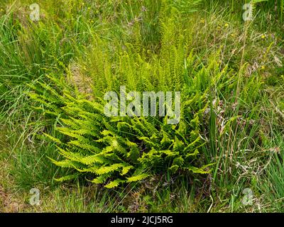 Souche de fougères dures, substance de Blechum, avec frondes fertiles et infertiles dans la lande au-dessus du pont Shipley, Dartmoor, Banque D'Images