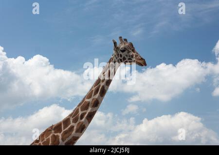 Girafe nom scientifique Giraffa camelopardalis cou et visage avec des taches qui sont uniques comme des empreintes digitales, avec fond bleu ciel dehors de jour cloo Banque D'Images