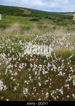 Une espèce d'herbe de coton commune plumée blanche sur une lande tourbée et humide au-dessus du pont Shipley, Dartmoor, Royaume-Uni Banque D'Images