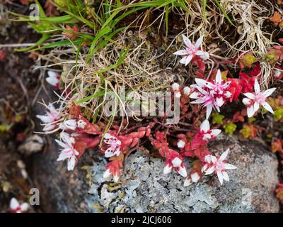 Stonecrop anglais, Sedum anglicum, qui pousse sur un terrain rocheux sur les landes au-dessus du pont Shipley, Dartmoor, Royaume-Uni Banque D'Images