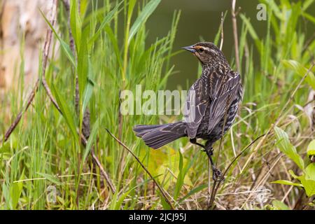 Blackbird femelle à ailes rouges au printemps Banque D'Images