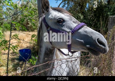 Un gros plan de la tête d'un cheval dans un champ. Banque D'Images