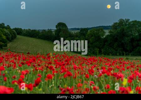 Ranscombe Farm Reserve, Kent, Angleterre. 13 juin 2022. La bourre, la lune de fraises s'élève de champs de coquelicots sur les collines vallonnées des Norh Downs capturées au crépuscule, dans le sud-est de l'Angleterre©Sarah Mott / Alay Live News, Banque D'Images