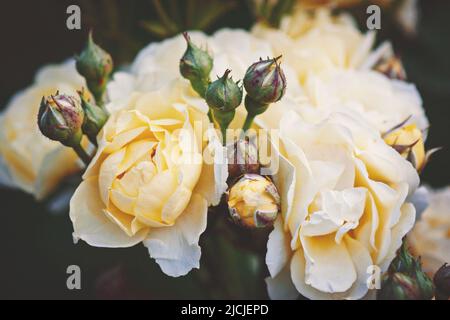 Roses jaune pâle dans le jardin, belles fleurs pour fond floral Banque D'Images