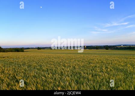 Champ de blé au soleil tôt le matin. Le champ est sur une ferme rurale aux États-Unis. C'est une herbe largement cultivée pour ses semences, un grain de céréales Banque D'Images