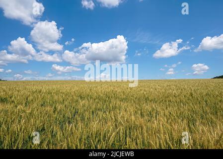 Champ de blé au soleil tôt le matin. Le champ est sur une ferme rurale aux États-Unis. C'est une herbe largement cultivée pour ses semences, un grain de céréales Banque D'Images