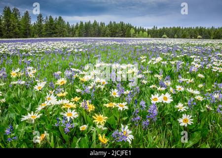 Fleurs sauvages, camas et wyethia ou mules oreille, fleurir dans la profusion dans un pré près de Mesa Falls, Island Park, Fremont County, Idaho, Etats-Unis Banque D'Images