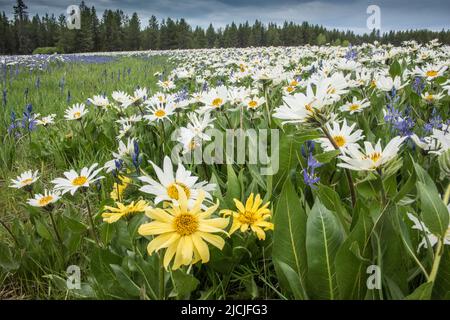 Fleurs sauvages, camas et wyethia ou mules oreille, fleurir dans la profusion dans un pré près de Mesa Falls, Island Park, Fremont County, Idaho, Etats-Unis Banque D'Images