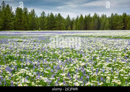 Fleurs sauvages, camas et wyethia ou mules oreille, fleurir dans la profusion dans un pré près de Mesa Falls, Island Park, Fremont County, Idaho, Etats-Unis Banque D'Images