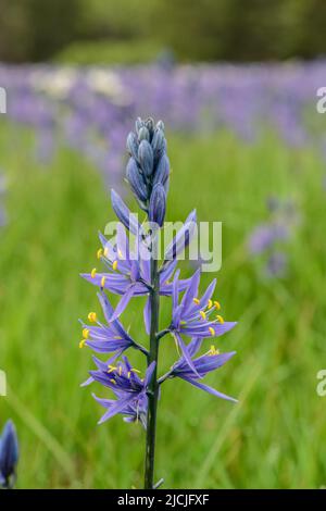 Fleurs sauvages, camas et wyethia ou mules oreille, fleurir dans la profusion dans un pré près de Mesa Falls, Island Park, Fremont County, Idaho, Etats-Unis Banque D'Images