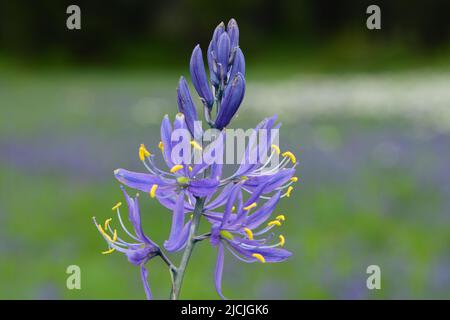 Fleurs sauvages, camas et wyethia ou mules oreille, fleurir dans la profusion dans un pré près de Mesa Falls, Island Park, Fremont County, Idaho, Etats-Unis Banque D'Images