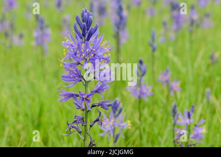 Fleurs sauvages, camas et wyethia ou mules oreille, fleurir dans la profusion dans un pré près de Mesa Falls, Island Park, Fremont County, Idaho, Etats-Unis Banque D'Images