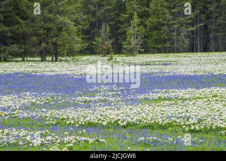 Fleurs sauvages, camas et wyethia ou mules oreille, fleurir dans la profusion dans un pré près de Mesa Falls, Island Park, Fremont County, Idaho, Etats-Unis Banque D'Images