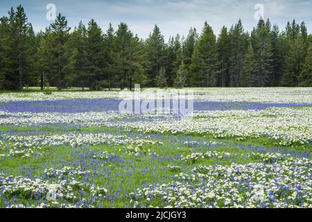 Fleurs sauvages, camas et wyethia ou mules oreille, fleurir dans la profusion dans un pré près de Mesa Falls, Island Park, Fremont County, Idaho, Etats-Unis Banque D'Images