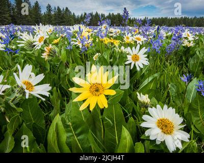 Fleurs sauvages, camas et wyethia ou mules oreille, fleurir dans la profusion dans un pré près de Mesa Falls, Island Park, Fremont County, Idaho, Etats-Unis Banque D'Images