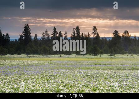 Fleurs sauvages, camas et wyethia ou mules oreille, fleurir dans la profusion dans un pré près de Mesa Falls, Island Park, Fremont County, Idaho, Etats-Unis Banque D'Images