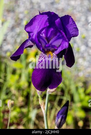 'Joanna' Grand Iris barbu, Tyskiris (Iris x germanica) Banque D'Images