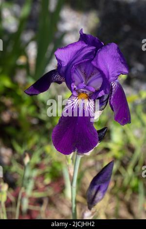 'Joanna' Grand Iris barbu, Tyskiris (Iris x germanica) Banque D'Images