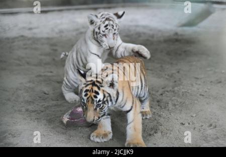 Dhaka. 14th juin 2022. Deux petits tigres du Bengale jouent les uns avec les autres au zoo national du Bangladesh à Dhaka, au Bangladesh, au 13 juin 2022. Le zoo a récemment accueilli les petits dont un cub blanc. Les petits ont maintenant environ deux mois et demi et dépendent toujours du lait de leur mère. Credit: Xinhua/Alay Live News Banque D'Images