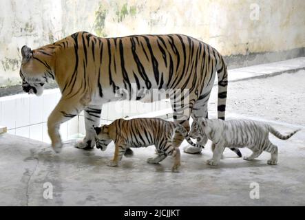 Dhaka. 14th juin 2022. Deux petits tigres du Bengale sont vus avec leur mère au zoo national du Bangladesh à Dhaka, au Bangladesh, au 13 juin 2022. Le zoo a récemment accueilli les petits dont un cub blanc. Les petits ont maintenant environ deux mois et demi et dépendent toujours du lait de leur mère. Credit: Xinhua/Alay Live News Banque D'Images