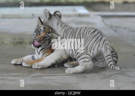 Dhaka. 14th juin 2022. Deux petits tigres du Bengale jouent les uns avec les autres au zoo national du Bangladesh à Dhaka, au Bangladesh, au 13 juin 2022. Le zoo a récemment accueilli les petits dont un cub blanc. Les petits ont maintenant environ deux mois et demi et dépendent toujours du lait de leur mère. Credit: Xinhua/Alay Live News Banque D'Images