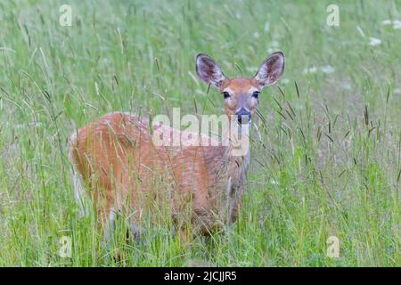 Cerf de Virginie (Odocoileus virginianus) femelle au début de l'été Banque D'Images