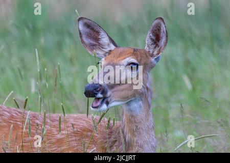 Cerf de Virginie (Odocoileus virginianus) femelle au début de l'été Banque D'Images