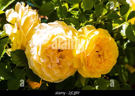Deux roses jaunes ressemblent à des phares Banque D'Images