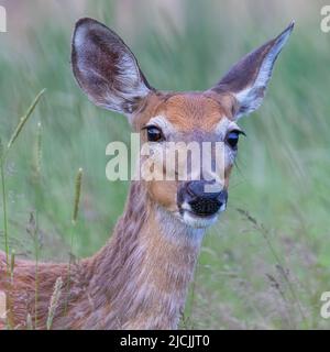 Cerf de Virginie (Odocoileus virginianus) femelle au début de l'été Banque D'Images