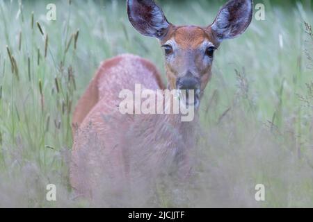 Cerf de Virginie (Odocoileus virginianus) femelle au début de l'été Banque D'Images