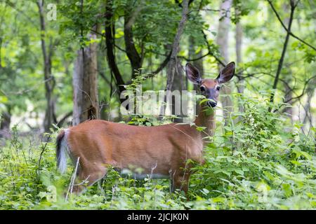 Cerf de Virginie (Odocoileus virginianus) femelle au début de l'été Banque D'Images