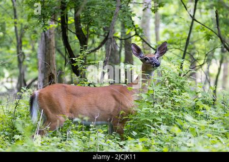 Cerf de Virginie (Odocoileus virginianus) femelle au début de l'été Banque D'Images