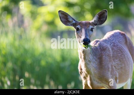 Cerf de Virginie (Odocoileus virginianus) femelle au début de l'été Banque D'Images