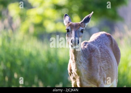 Cerf de Virginie (Odocoileus virginianus) femelle au début de l'été Banque D'Images