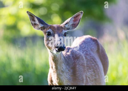 Cerf de Virginie (Odocoileus virginianus) femelle au début de l'été Banque D'Images