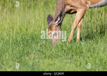 Cerf de Virginie (Odocoileus virginianus) femelle au début de l'été Banque D'Images