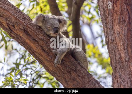 Gros plan d'un koala (Phascolarctos cinereus) qui s'est maintenu sur une branche d'arbre inclinée. Les koalas sont des marsupiaux australiennes. Banque D'Images