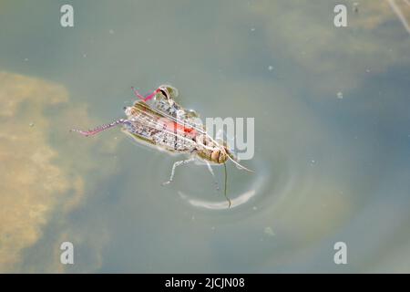 Un grand criquet migrateur brun, Locusta migratoria, est tombé dans l'eau lors d'une journée ensoleillée d'été. Le criquet pèlerin est la spécification de criquet pèlerin la plus répandue Banque D'Images