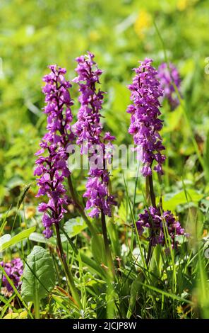 Early Purple orchid Banque D'Images