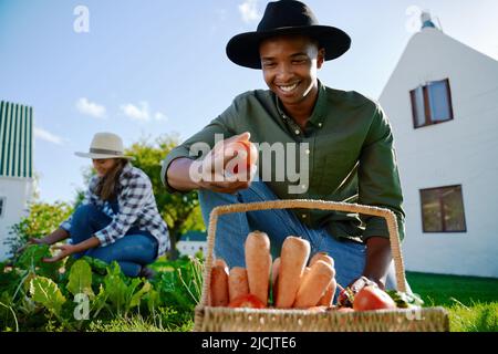 Fermier masculin de race mixte travaillant dans le potager patch Banque D'Images