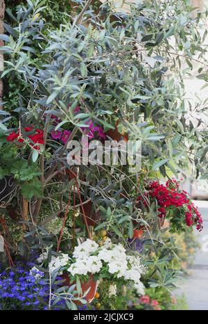 fleurs et verdure utiles comme fond naturel Banque D'Images