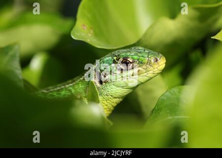 Un rare lézard vert de l'Ouest, Lacerta bilineata, se réchauffant au soleil tôt le matin se cachant parmi les feuilles d'une plante Ivy. Banque D'Images