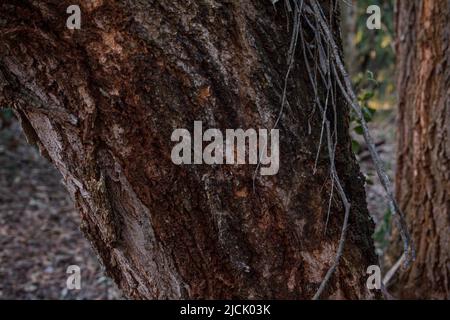 Tronc d'arbre textures détaillées des plantes vertes dans la forêt Kenya Afrique de l'est, Sigiria Gate Karura Forest dans Nairobi City County paysages kenyans Banque D'Images