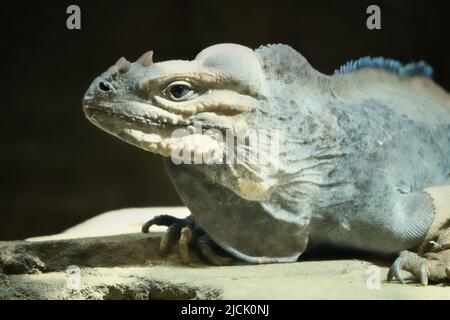 grand iguana allongé sur une pierre. Peigne épineux et peau squameuse. Photo d'animal d'un reptile Banque D'Images