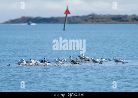 Un petit mouette à dos noir, Larus fuscus, avec d'autres oiseaux marins sur une banque d'huîtres. Réserve naturelle nationale d'Aransas, Texas. En arrière-plan se trouve un oys Banque D'Images